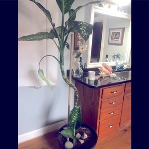 Dieffinbachia dumb cane plant pup baby